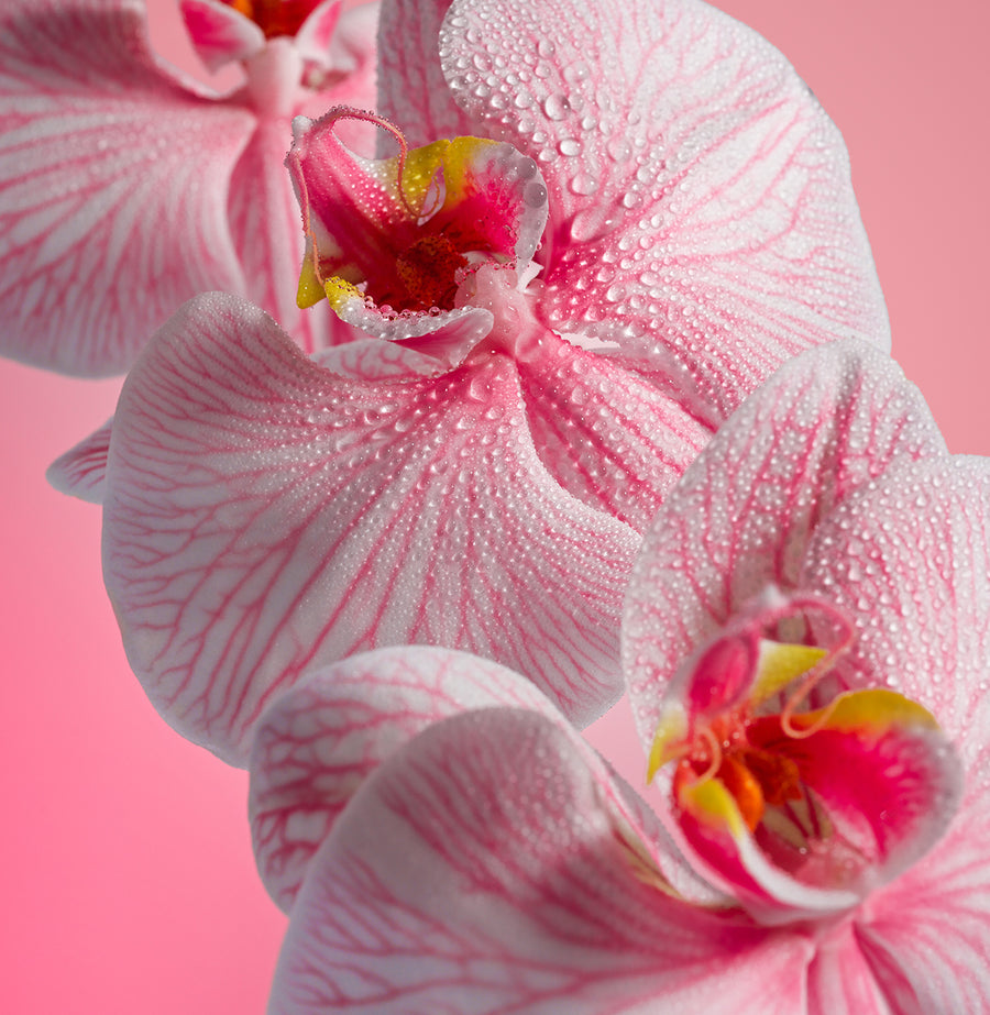 pink beach flower