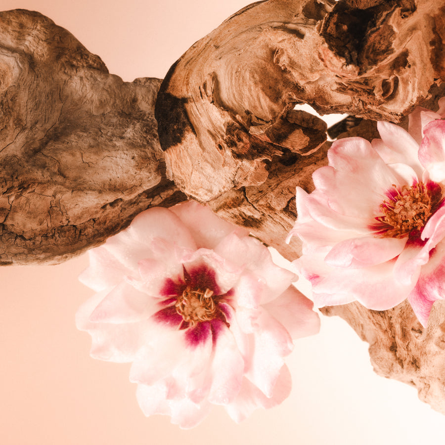 Santal Bloom Shimmer + Glow Body Oil Duo