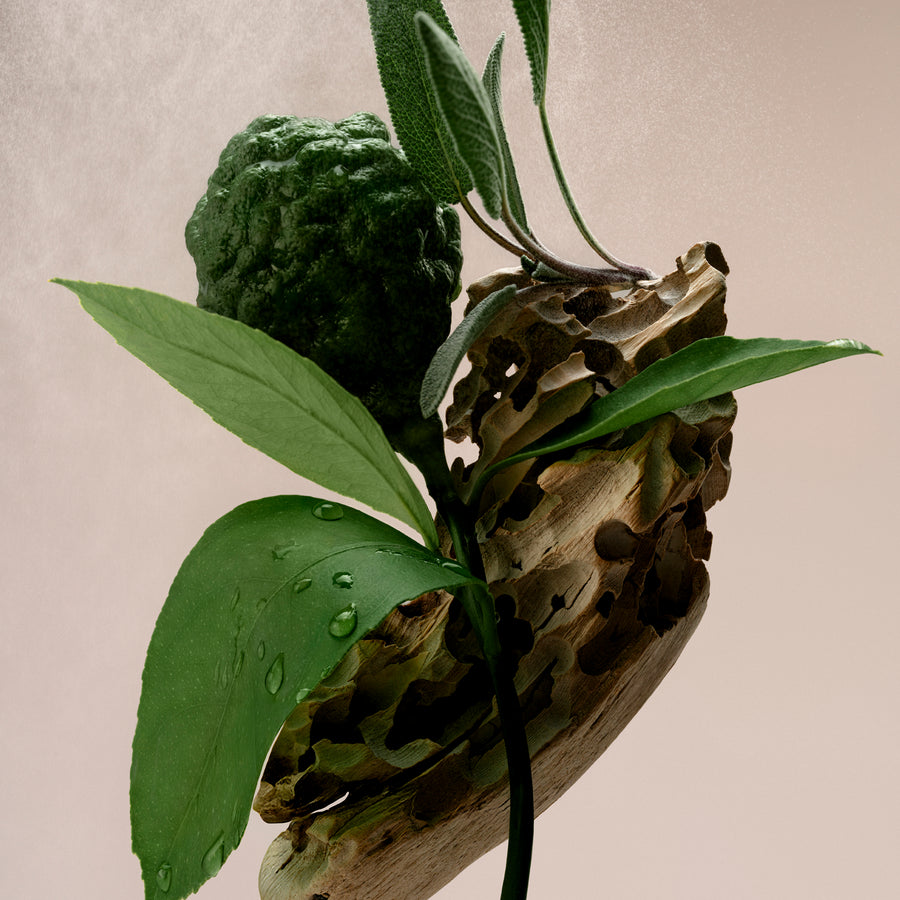 Driftwood - Body Oil